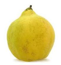 Codony Escola Nausica